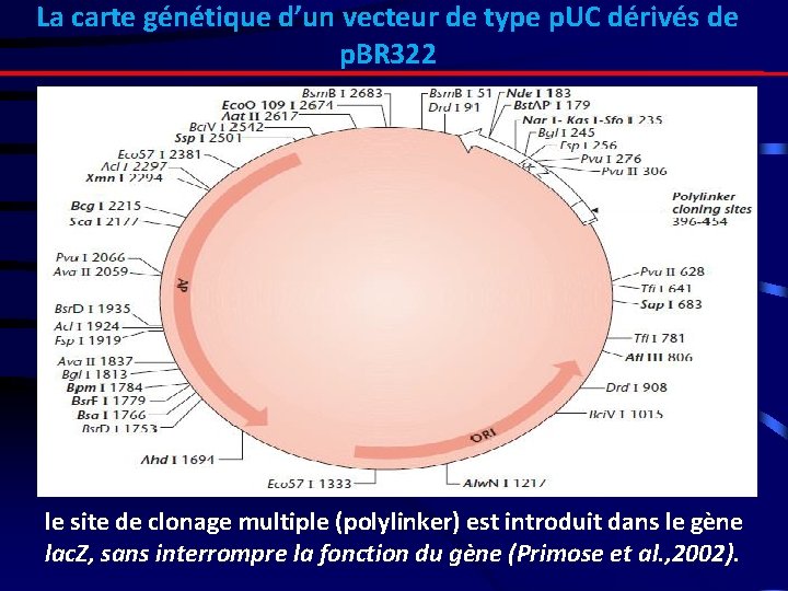 La carte génétique d’un vecteur de type p. UC dérivés de p. BR 322