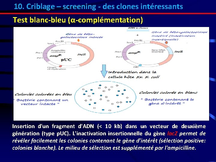 10. Criblage – screening - des clones intéressants Test blanc-bleu (α-complémentation) Insertion d'un fragment