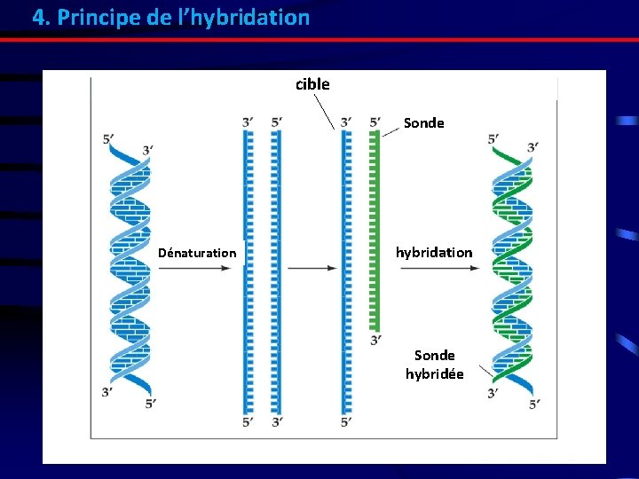 4. Principe de l’hybridation cible Sonde Dénaturation hybridation Sonde hybridée 