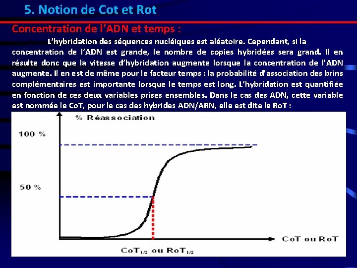 5. Notion de Cot et Rot Concentration de l’ADN et temps : L’hybridation des