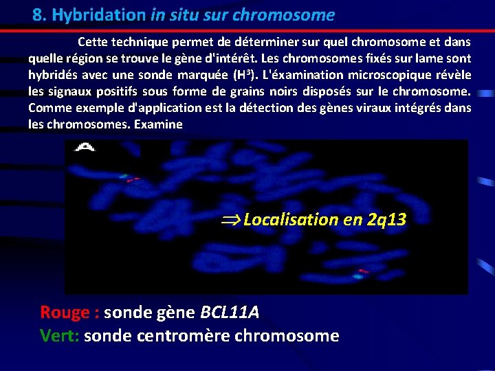 8. Hybridation in situ sur chromosome Cette technique permet de déterminer sur quel chromosome