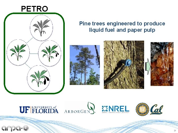 PETRO Pine trees engineered to produce liquid fuel and paper pulp 21 