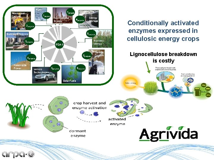 Conditionally activated enzymes expressed in cellulosic energy crops Lignocellulose breakdown is costly 8 