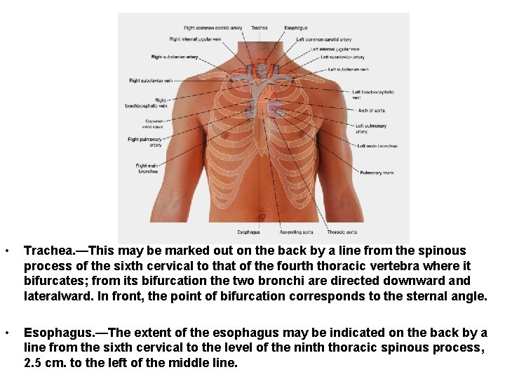  • Trachea. —This may be marked out on the back by a line