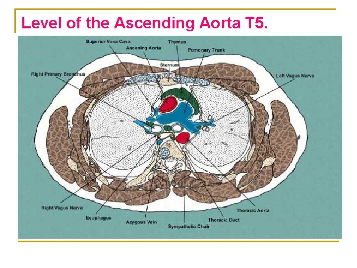 Level of the Ascending Aorta T 5. 