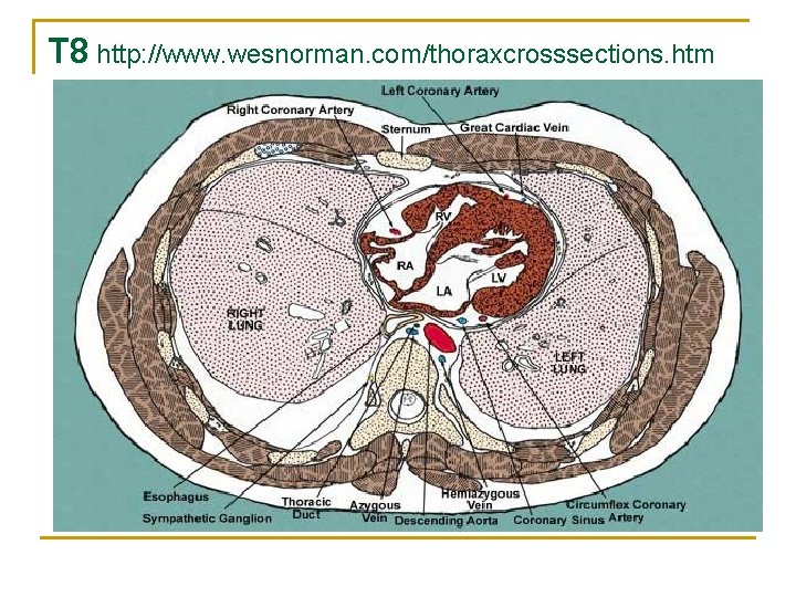 T 8 http: //www. wesnorman. com/thoraxcrosssections. htm 