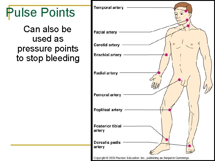 Pulse Points Can also be used as pressure points to stop bleeding 