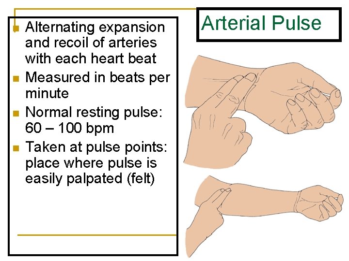 n n Alternating expansion and recoil of arteries with each heart beat Measured in