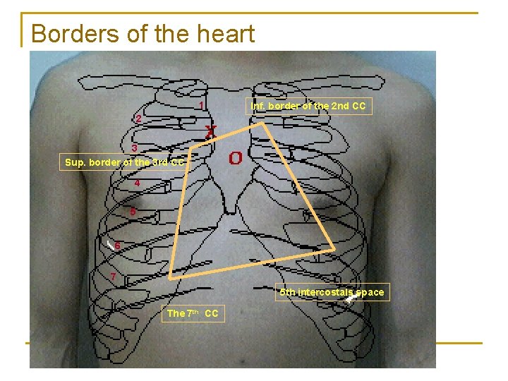 Borders of the heart 1 Inf. border of the 2 nd CC 2 3