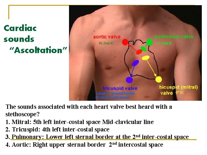 Cardiac sounds “Ascoltation” Rt 2 nd IC Lower Lt Sternal border 4 th inter-costal