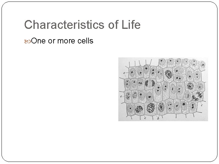 Characteristics of Life One or more cells 