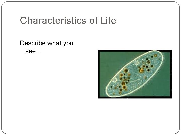 Characteristics of Life Describe what you see… 