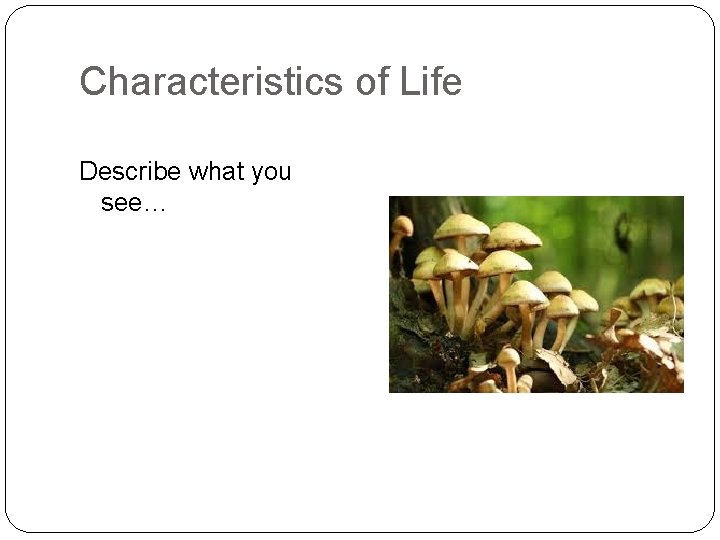 Characteristics of Life Describe what you see… 