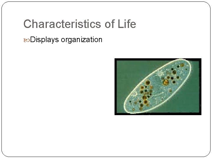 Characteristics of Life Displays organization 