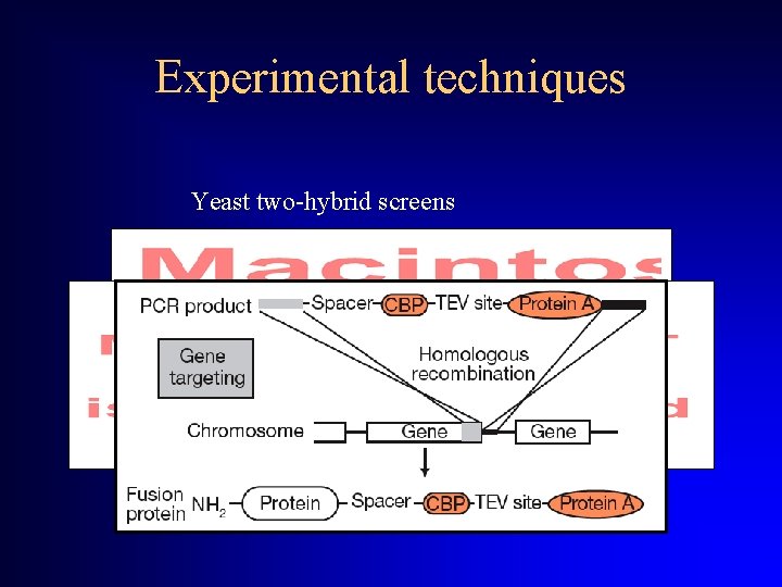 Experimental techniques Yeast two-hybrid screens MS analysis of tagged complexes Correlated m. RNA expression