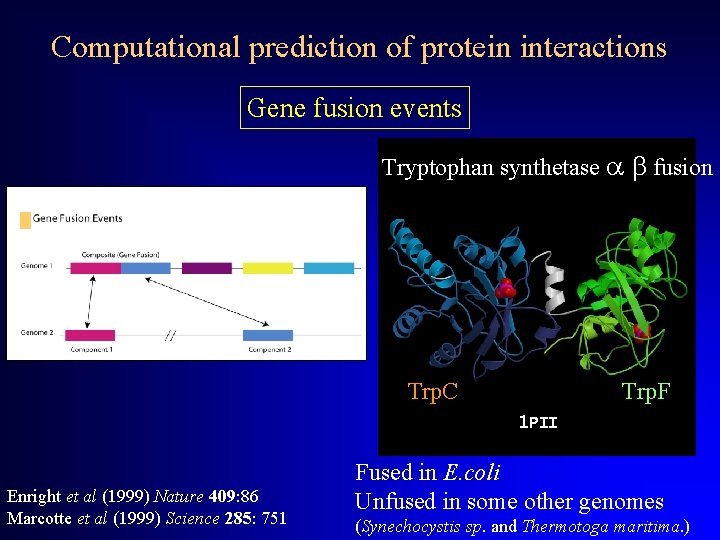 Computational prediction of protein interactions Gene fusion events Tryptophan synthetase a b fusion Trp.