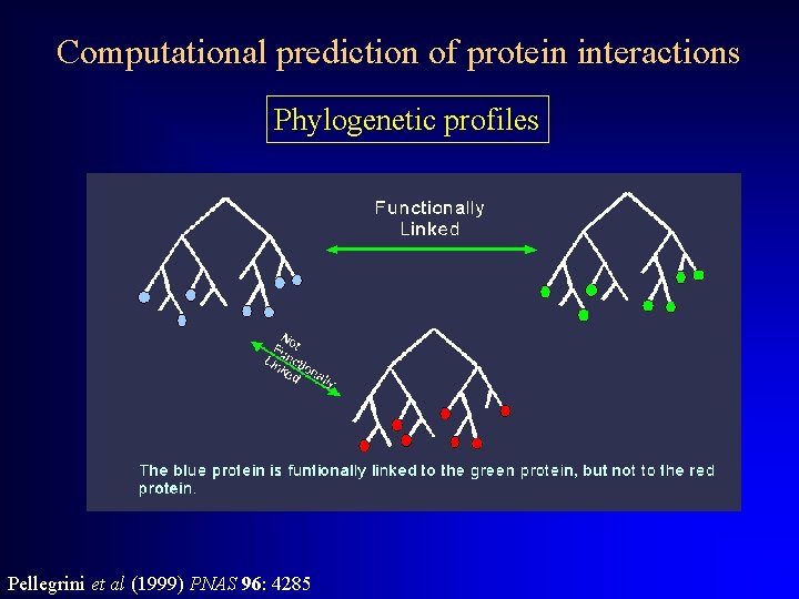 Computational prediction of protein interactions Phylogenetic profiles Pellegrini et al (1999) PNAS 96: 4285