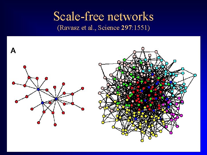 Scale-free networks (Ravasz et al. , Science 297: 1551) 