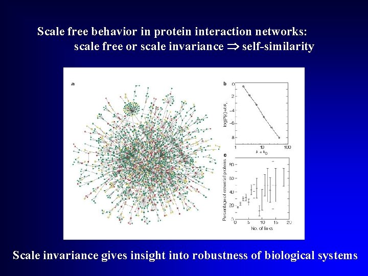 Scale free behavior in protein interaction networks: scale free or scale invariance self-similarity Scale