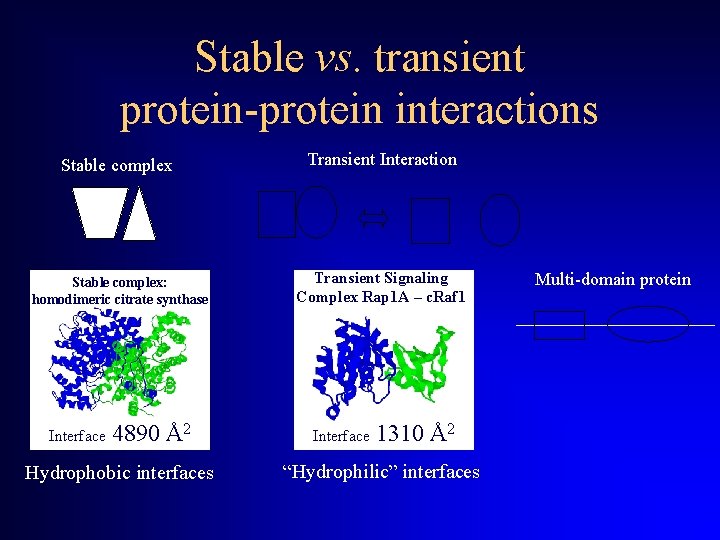 Stable vs. transient protein-protein interactions Stable complex Transient Interaction Stable complex: homodimeric citrate synthase