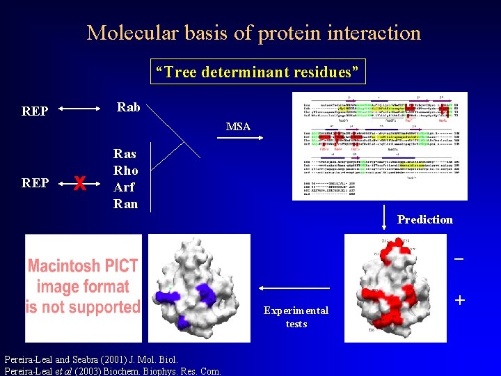 Molecular basis of protein interaction “Tree determinant residues” Rab REP MSA REP x Ras