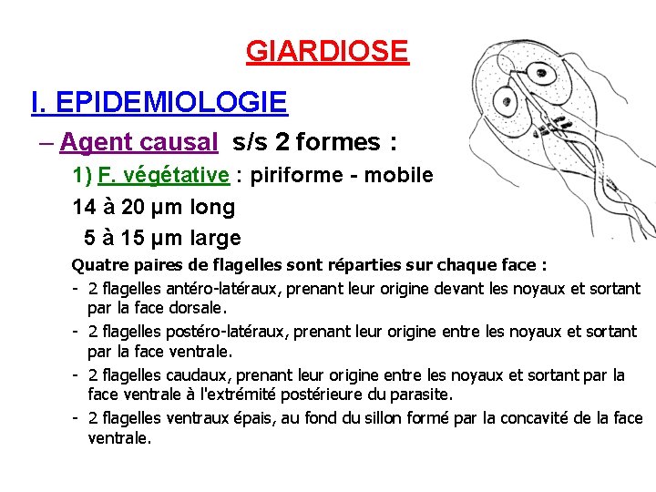 GIARDIOSE I. EPIDEMIOLOGIE – Agent causal s/s 2 formes : 1) F. végétative :