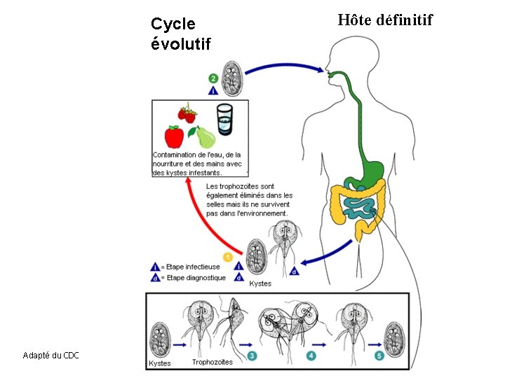 Cycle évolutif Adapté du CDC Hôte définitif 