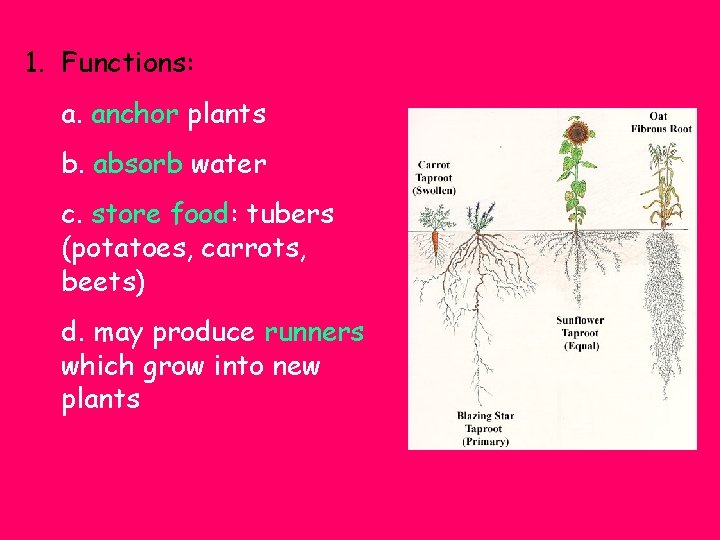 1. Functions: a. anchor plants b. absorb water c. store food: tubers (potatoes, carrots,