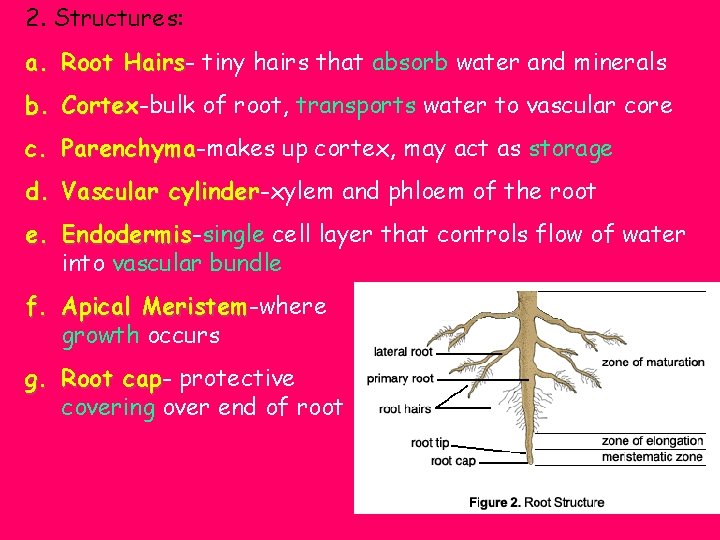 2. Structures: a. Root Hairs tiny hairs that absorb water and minerals b. Cortex-bulk