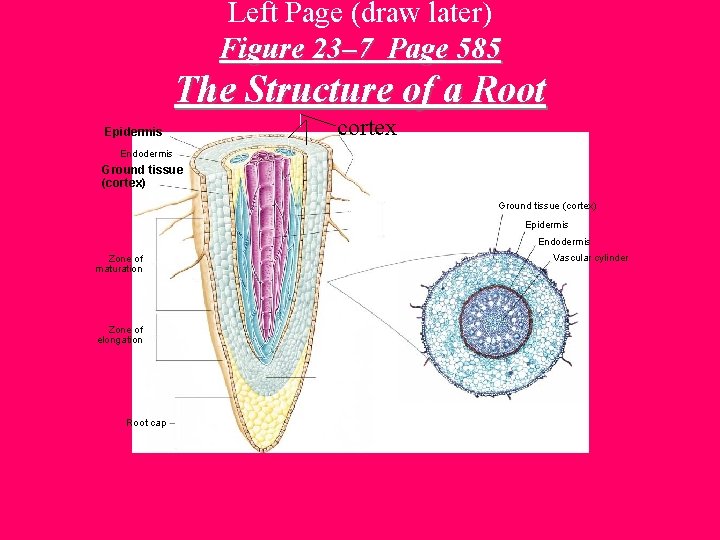 Left Page (draw later) Figure 23– 7 Page 585 The Structure of a Root