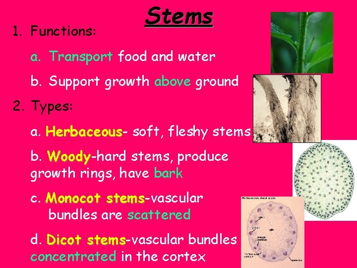 1. Functions: Stems a. Transport food and water b. Support growth above ground 2.