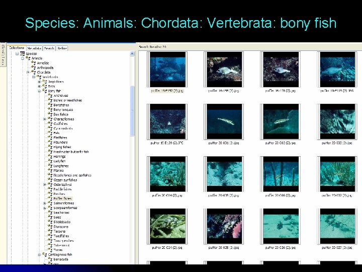 Species: Animals: Chordata: Vertebrata: bony fish 