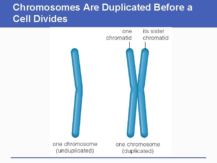 Chromosomes Are Duplicated Before a Cell Divides 