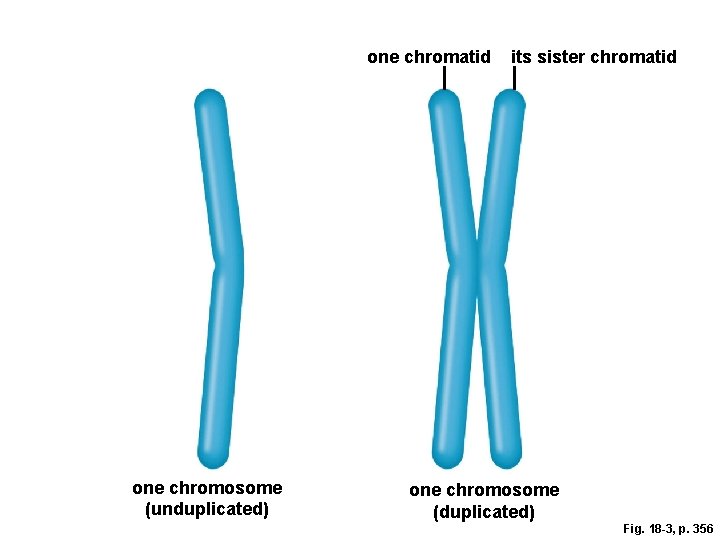 one chromatid one chromosome (unduplicated) its sister chromatid one chromosome (duplicated) Fig. 18 -3,