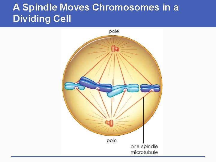 A Spindle Moves Chromosomes in a Dividing Cell 