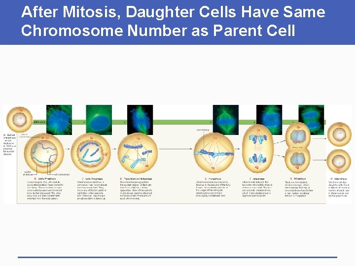 After Mitosis, Daughter Cells Have Same Chromosome Number as Parent Cell 