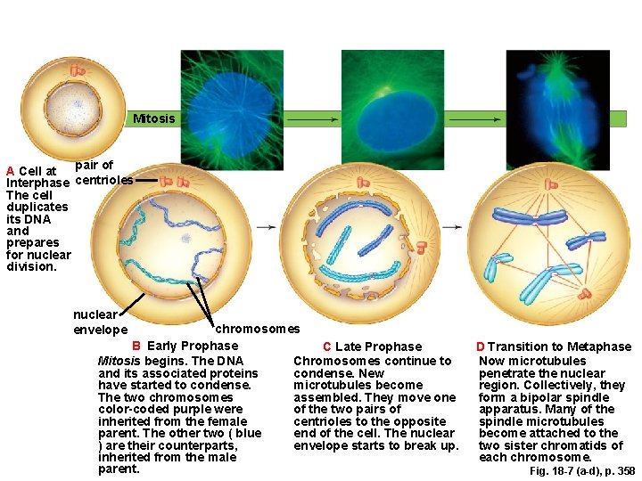Mitosis pair of A Cell at Interphase centrioles The cell duplicates its DNA and