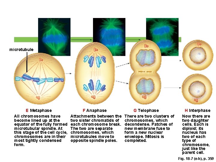 microtubule E Metaphase All chromosomes have become lined up at the equator of the