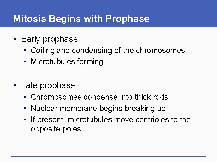 Mitosis Begins with Prophase § Early prophase • Coiling and condensing of the chromosomes