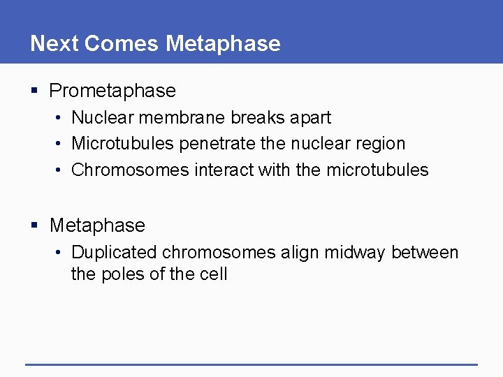 Next Comes Metaphase § Prometaphase • Nuclear membrane breaks apart • Microtubules penetrate the
