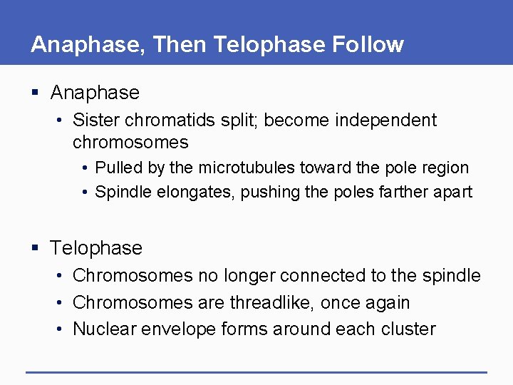 Anaphase, Then Telophase Follow § Anaphase • Sister chromatids split; become independent chromosomes •