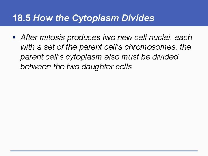 18. 5 How the Cytoplasm Divides § After mitosis produces two new cell nuclei,