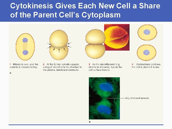 Cytokinesis Gives Each New Cell a Share of the Parent Cell’s Cytoplasm 