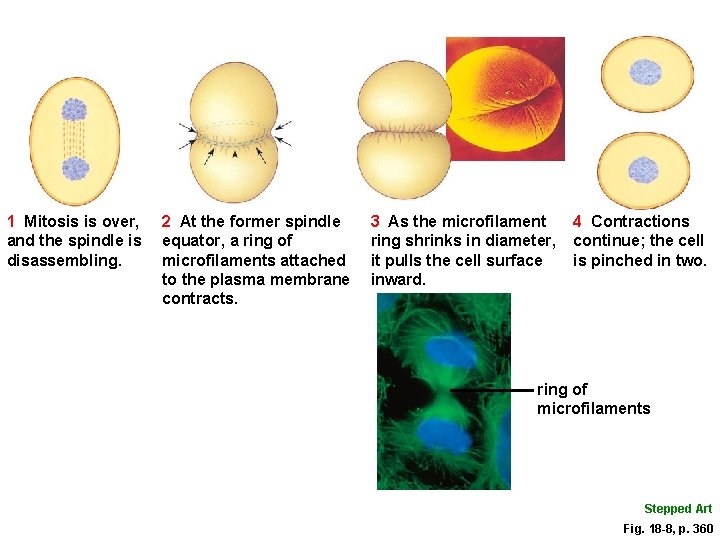 1 Mitosis is over, and the spindle is disassembling. 2 At the former spindle