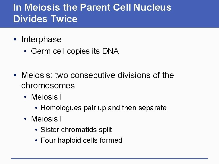 In Meiosis the Parent Cell Nucleus Divides Twice § Interphase • Germ cell copies