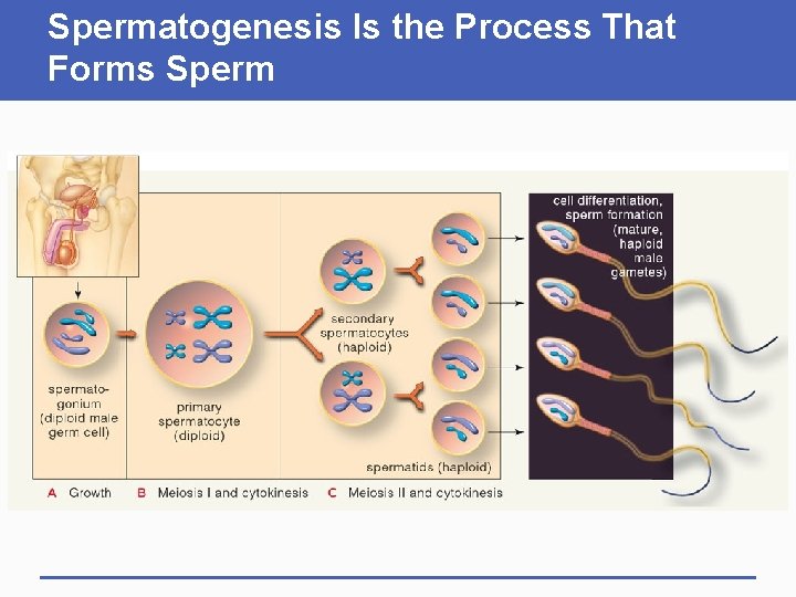 Spermatogenesis Is the Process That Forms Sperm 