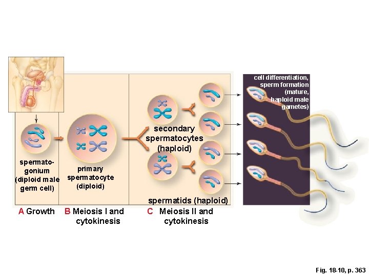 cell differentiation, sperm formation (mature, haploid male gametes) secondary spermatocytes (haploid) spermatogonium (diploid male