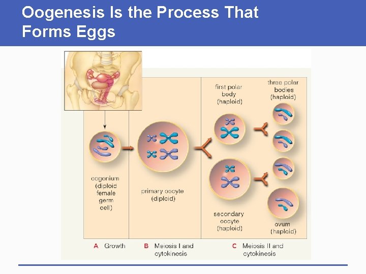 Oogenesis Is the Process That Forms Eggs 