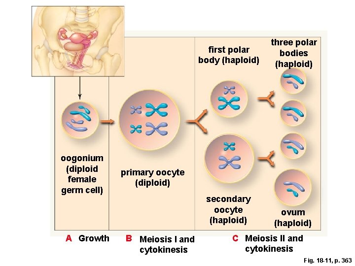 oogonium (diploid female germ cell) A Growth first polar body (haploid) three polar bodies