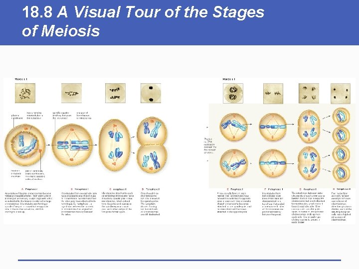 18. 8 A Visual Tour of the Stages of Meiosis 